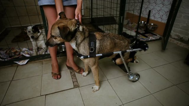 Homeless animals. A stray mongrel dog with paralyzed hind legs in the wheelchair at animal shelter. HD