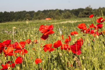 Fototapeta na wymiar Red poppies in the field