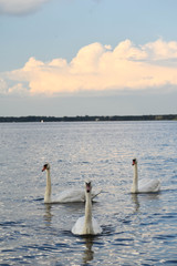 Stado łabędzi nad wodą © Micha
