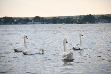 Stado łabędzi nad wodą © Micha