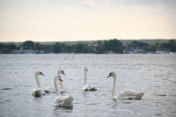 Stado łabędzi nad wodą © Micha