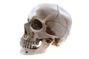 human skull isolated