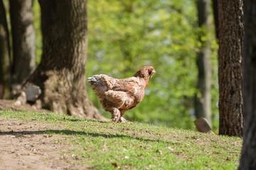Domestic fluffy chicken walking through the forest