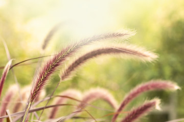 The sun light and red bristlegrass