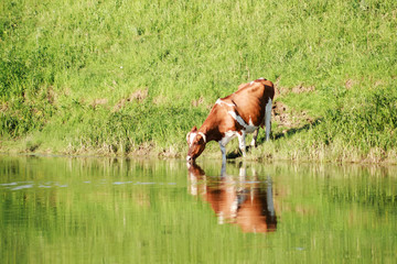 Obraz na płótnie Canvas One cow drinks water from a river