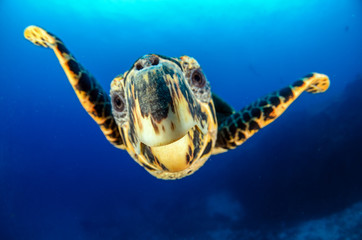 Obraz premium Tortuga