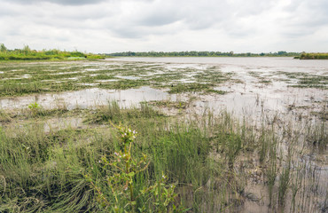 Untouched wilderness in a Dutch National Park