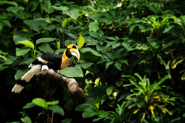 Yellow Billed Hornbill, Great hornbill, Great indian hornbill, Great pied hornbill in green topic rainforest © asiandelight
