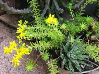 Cactus Kitchen Garden in Bloom