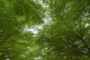 The trees and bushes inside the temple