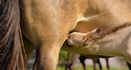 an der Milchbar, creme farbenes Fohlen säuft am Euter der Stute