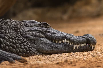 Fototapete Krokodil Nilkrokodil Crocodylus niloticus, Nahaufnahme der Zähne mit Blut des offenen Auges des Nilkrokodils, geschärfte Zähne des gefährlichen Raubtiers