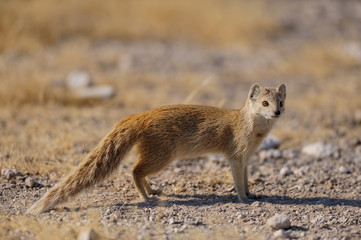 Fuchsmanguste im Etosha Nationalpark, Namibia