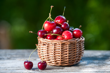 Basket with a cherry on a wooden table on a background of a green garden