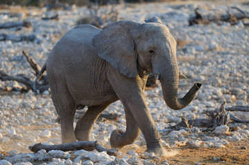 Fototapeta na wymiar Elefanten Bulle auf dem Weg zur Wasserstelle, Etosha Nationalpark, Namibia