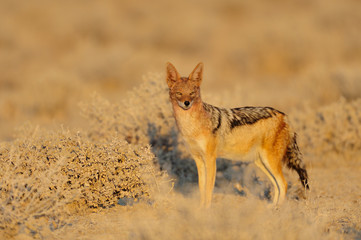 Schabrackenschakal in der Savanne, Etosha Nationalpark, Namibia