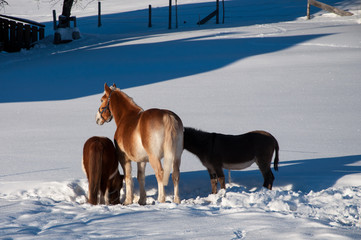 Naklejka premium Pferd Ponny und Esel im Schnee
