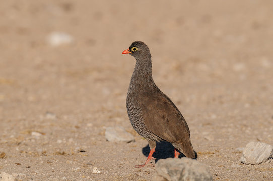 Rotschnabelfrankolin, Etosha Nationalpark, Namibia