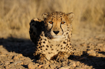 Gepard liegt auf der Lauer, Namibia © Photohunter