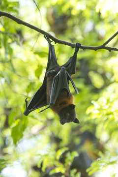 Bats hanging upside down (Lyle's flying fox)