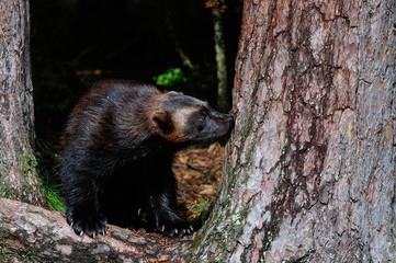 Vielfraß zwischen Kiefern, Schweden