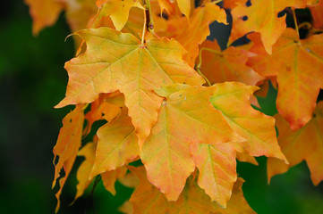 Bergahorn Blätter  im Herbst, Schweden