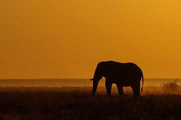 Fototapeta na wymiar Afrikanischer Elefant bei Sonnenaufgang
