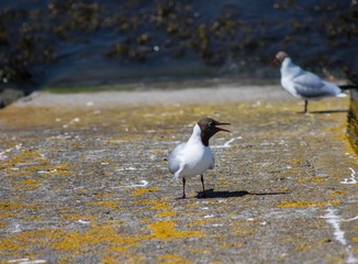 Möwen an der Nordsee