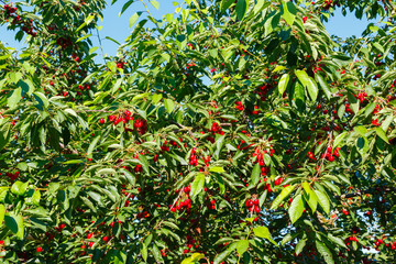 Cherry Tree - Kirschbaum