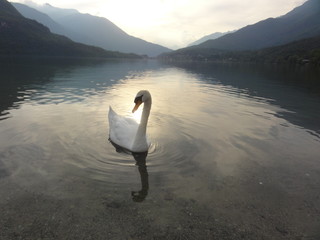 the Swans of Lago Mergozzo, Italy 