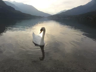 Papier Peint photo Lavable Cygne the Swans of Lago Mergozzo, Italy 