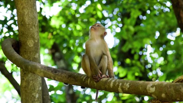 Monkey eating fruit. banana