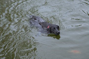 Labrador Luna - Wo ist der Fisch?
