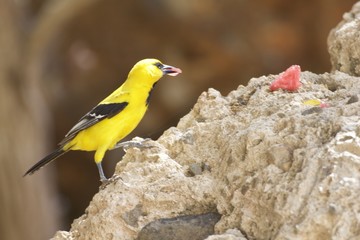 Bonairiaanse Troepiaal