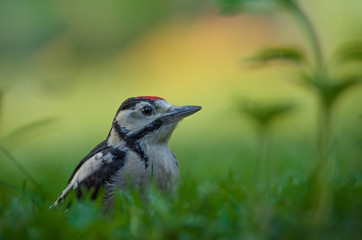 Buntspecht