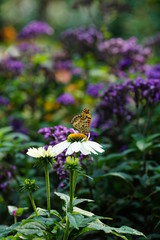 암끝검은표범나비  (Argynnis hyperbius)