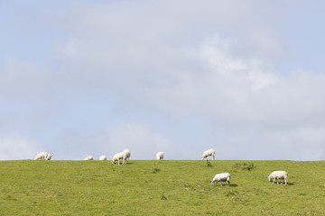 Obraz premium sheep graze on grassy dike near leeuwarden in the netherlands on sunny day