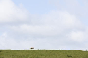 Obraz na płótnie Canvas one sheep walks on grassy dike near leeuwarden in the netherlands on sunny day