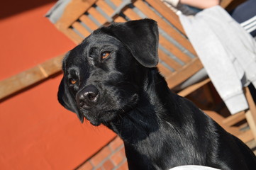 Labrador Luna wartet