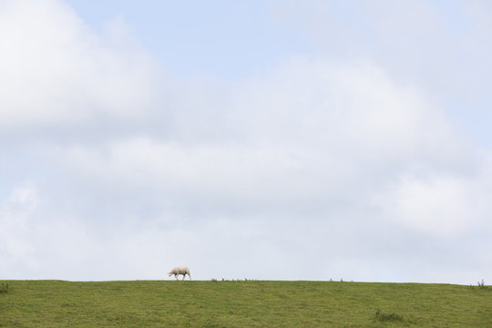 one sheep walks on grassy dike near leeuwarden in the netherlands on sunny day
