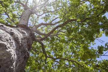 sun rays fall through green leaves of old maple tree and blue sky