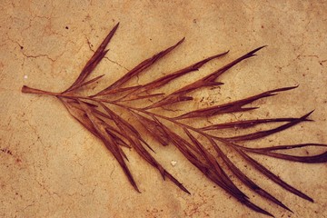 Fototapeta premium Dry leaves on cement floor