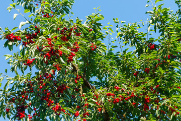 Cherry Tree - Kirschbaum © Branko Srot
