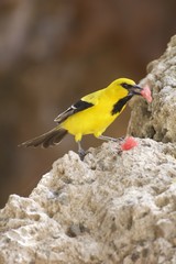 Bonairiaanse Troepiaal