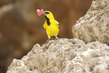 Bonairiaanse Troepiaal