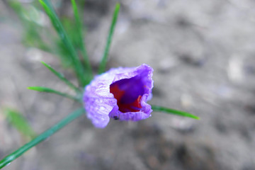 A saffron flower