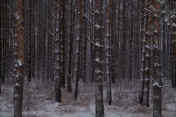 Fototapeta premium Winter forest