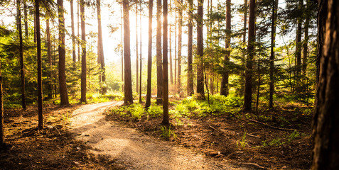 Fototapeta premium Szlak turystyczny i zachód słońca w pięknym lesie