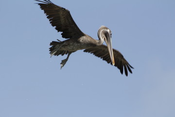 Pelican