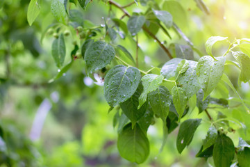 Rain drops on green leaves. Apple tree with young not ripe apples. Close-up